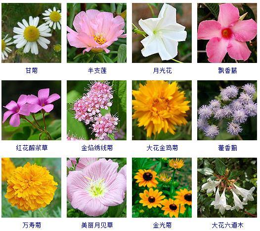 秋天开的花卉(秋天的花卉盆栽) - 农业 - 爱宁信息网