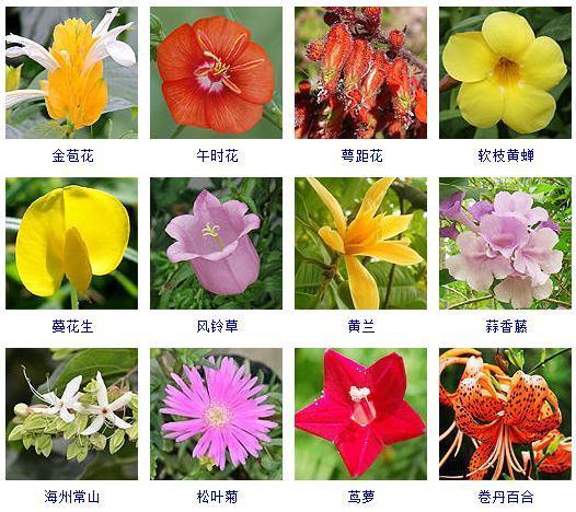 秋天的花有哪些，秋天盛开有哪些花儿（这“120种”花卉）