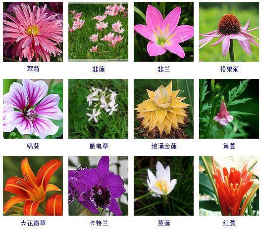 秋天的花有哪些，秋天盛开有哪些花儿（这“120种”花卉）