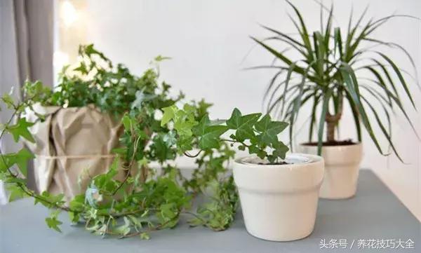 过期的钙片有什么用途,过期的钙片有什么用途(过期钙片居然也能养花) 过期的钙片有什么用途,过期的钙片有什么用途(过期钙片居然也能养花)