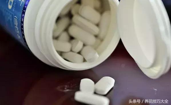 过期的钙片有什么用途,过期的钙片有什么用途(过期钙片居然也能养花) 过期的钙片有什么用途,过期的钙片有什么用途(过期钙片居然也能养花)