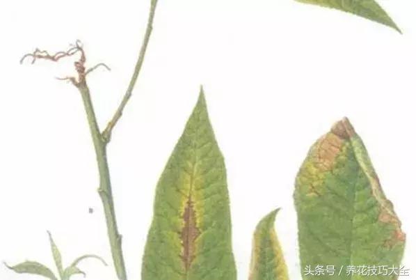 过期的钙片有什么用途,过期的钙片有什么用途(过期钙片居然也能养花) 过期的钙片有什么用途,过期的钙片有什么用途(过期钙片居然也能养花)