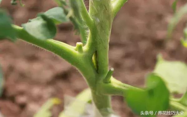 过期的钙片有什么用途,过期的钙片有什么用途(过期钙片居然也能养花) 过期的钙片有什么用途,过期的钙片有什么用途(过期钙片居然也能养花)