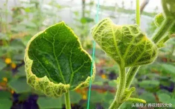 过期的钙片有什么用途,过期的钙片有什么用途(过期钙片居然也能养花) 过期的钙片有什么用途,过期的钙片有什么用途(过期钙片居然也能养花)