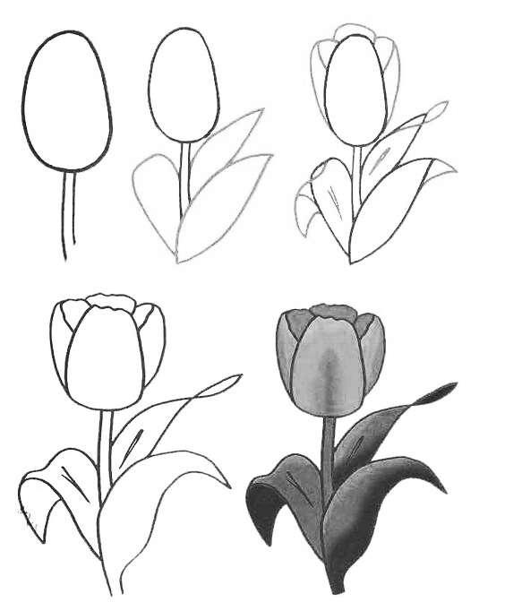 花朵简笔画彩色,花朵简笔画(适合零基础学习的花卉简笔画教程)