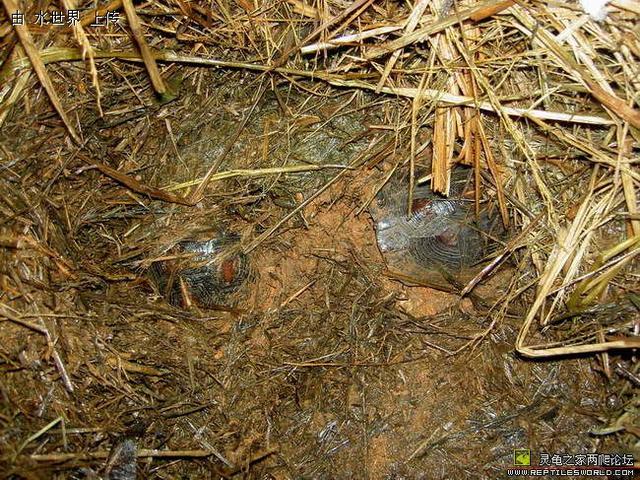 3-5cm小鳄龟怎么养，鳄龟要多大才开始凶（乌龟冬眠的几种方式）