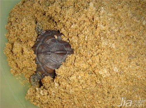 3-5cm小鳄龟怎么养，鳄龟要多大才开始凶（乌龟冬眠的几种方式）