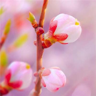 唯美自然风景图片，微信头像，唯美自然风景图片（唯美风景头像图片微信头像）