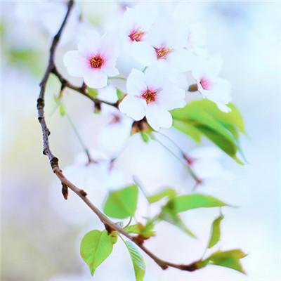 唯美自然风景图片，微信头像，唯美自然风景图片（唯美风景头像图片微信头像）