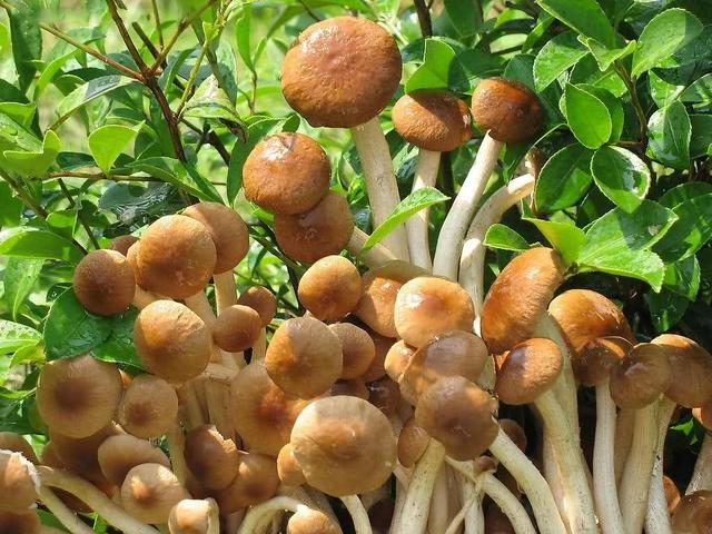 三蓝菜怎么腌，什么时候制作三蓝菜（包头特产美食推荐）