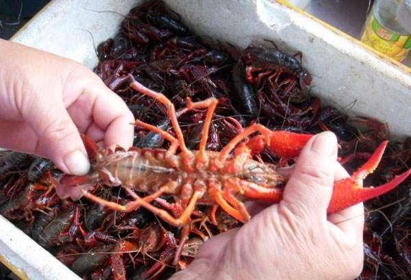 龙虾的养殖技术，龙虾的养殖技术及池塘（龙虾的六种养殖模式）