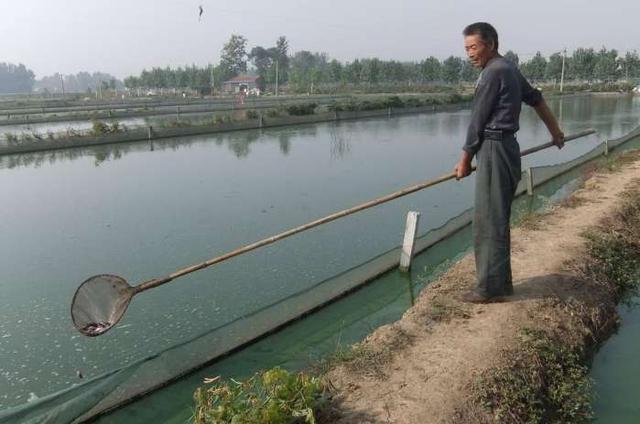 龙虾的养殖技术，龙虾的养殖技术及池塘（龙虾的六种养殖模式）