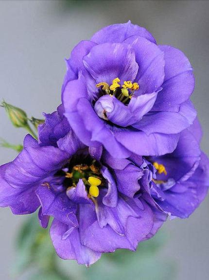 不同颜色洋桔梗花的花语(香槟色洋桔梗花的花语和传说) - 彝家农业网