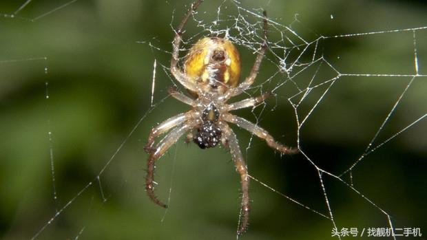 蜘蛛为什么会结网,蜘蛛织网为什么又拆网(第一根线是怎么到另一边的)