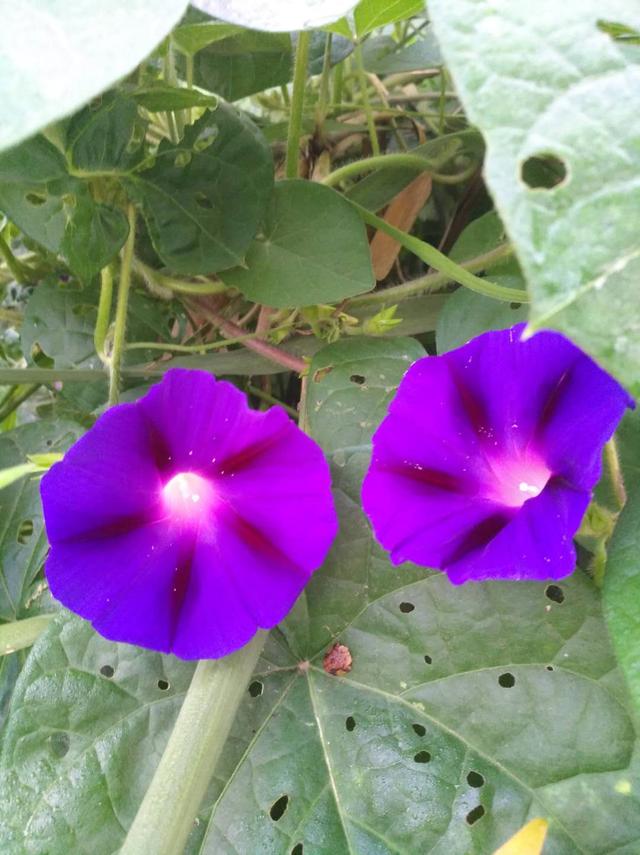 牵牛花是什么颜色，牵牛花是什么颜色的（牵牛花竟有这么多种颜色）