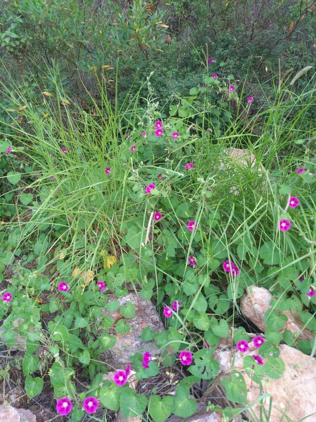 牵牛花是什么颜色，牵牛花是什么颜色的（牵牛花竟有这么多种颜色）