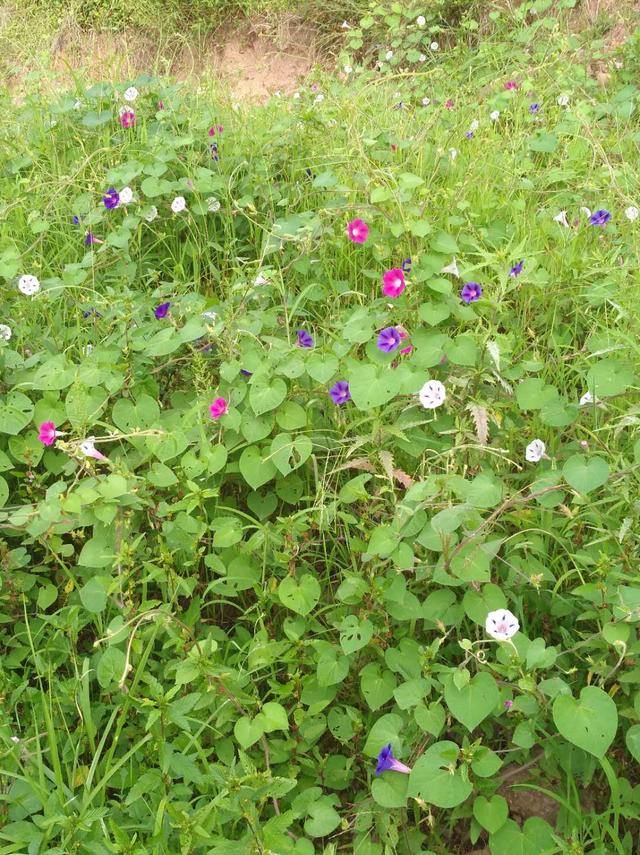 牵牛花是什么颜色，牵牛花是什么颜色的（牵牛花竟有这么多种颜色）