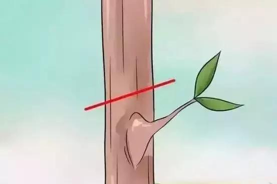 嫁接技术的具体和作用，常用的嫁接技术方法、特点及嫁接后的管理要点（果树上最常用的5种嫁接法）