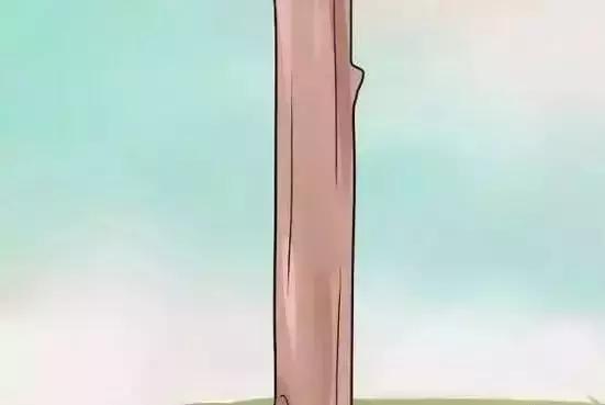 嫁接技术的具体和作用，常用的嫁接技术方法、特点及嫁接后的管理要点（果树上最常用的5种嫁接法）