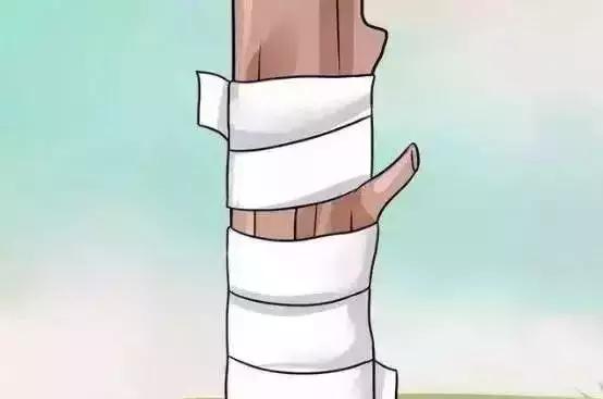 嫁接技术的具体和作用，常用的嫁接技术方法、特点及嫁接后的管理要点（果树上最常用的5种嫁接法）