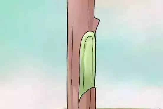 嫁接技术的具体和作用，常用的嫁接技术方法、特点及嫁接后的管理要点（果树上最常用的5种嫁接法）