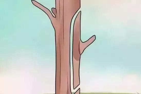 嫁接技术的具体和作用，常用的嫁接技术方法、特点及嫁接后的管理要点（果树上最常用的5种嫁接法）