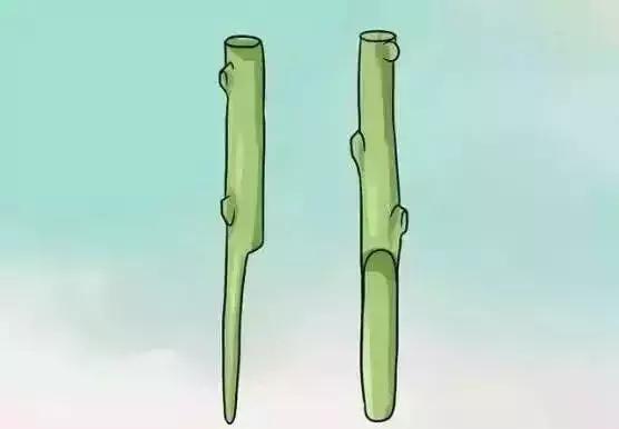 嫁接技术的具体和作用，常用的嫁接技术方法、特点及嫁接后的管理要点（果树上最常用的5种嫁接法）