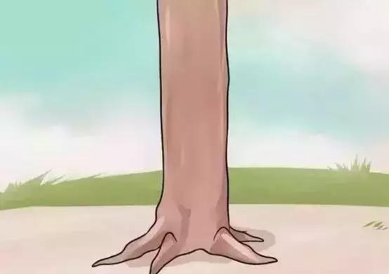 嫁接技术的具体和作用，常用的嫁接技术方法、特点及嫁接后的管理要点（果树上最常用的5种嫁接法）