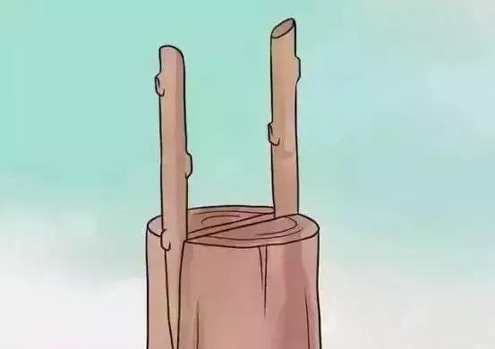 嫁接技术的具体和作用，常用的嫁接技术方法、特点及嫁接后的管理要点（果树上最常用的5种嫁接法）