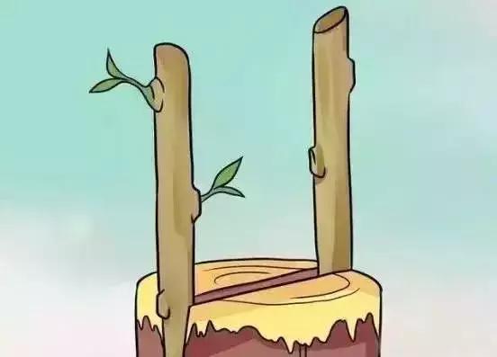 嫁接技术的具体和作用，常用的嫁接技术方法、特点及嫁接后的管理要点（果树上最常用的5种嫁接法）