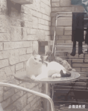 今天又是新的假笑的一天，今日份假笑女孩（小孩儿才发脾气图片）