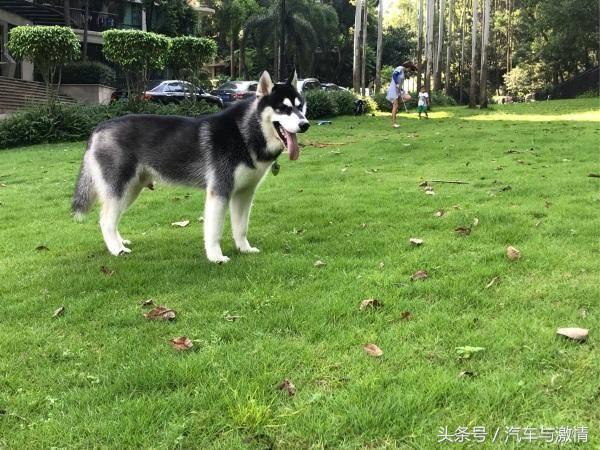 养两只狗必死一只，养两只狗风水禁忌（律师：投掷处方药致死仍可判刑）