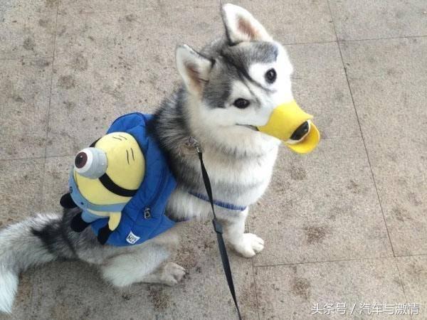 养两只狗必死一只，养两只狗风水禁忌（律师：投掷处方药致死仍可判刑）