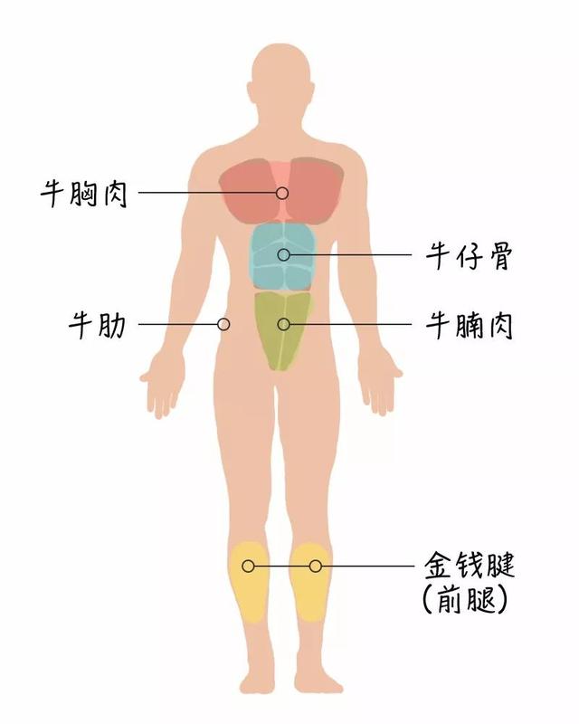 牛排是牛身上哪个部位的肉，牛排肉是牛身上哪个部位的肉（能让你读懂牛肉的各个部位）