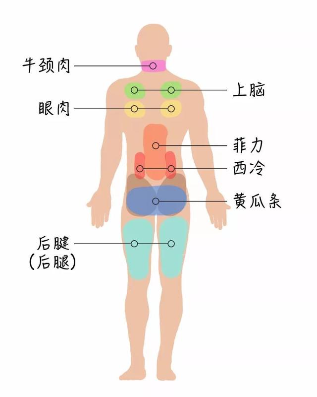 牛排是牛身上哪个部位的肉，牛排肉是牛身上哪个部位的肉（能让你读懂牛肉的各个部位）