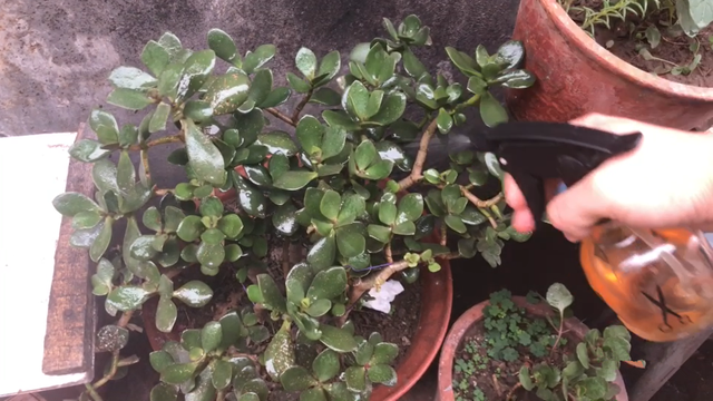 家里有小飞虫怎么消灭，家里有好多小飞虫怎么消灭的小妙招（5个“笨方法”）