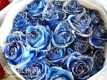 蓝色妖姬代表什么含义，蓝色妖姬玫瑰的花语是什么意思（蓝色妖姬-染了蓝紫色的蔷薇科蔷薇属玫瑰种植物）
