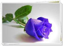 蓝色妖姬代表什么含义，蓝色妖姬玫瑰的花语是什么意思（蓝色妖姬-染了蓝紫色的蔷薇科蔷薇属玫瑰种植物）