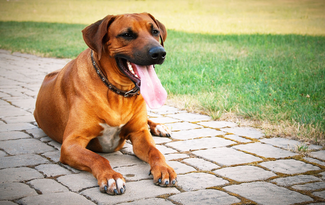 世界第一凶残的猛犬，第一名不出意外肯定是它