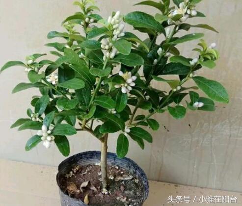 柠檬的盆栽方法，如何种柠檬盆栽（果子结的一年比一年多）
