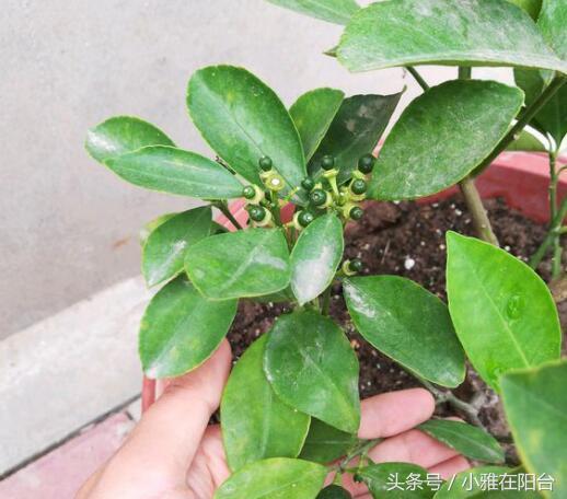 柠檬的盆栽方法，如何种柠檬盆栽（果子结的一年比一年多）