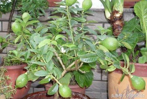 柠檬的盆栽方法，如何种柠檬盆栽（果子结的一年比一年多）