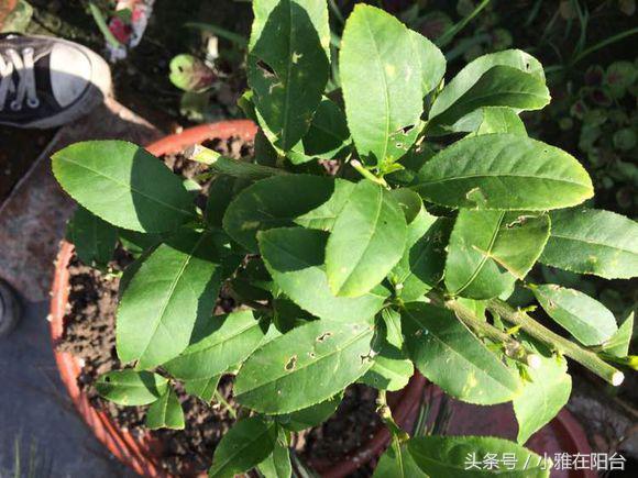 柠檬的盆栽方法，如何种柠檬盆栽（果子结的一年比一年多）