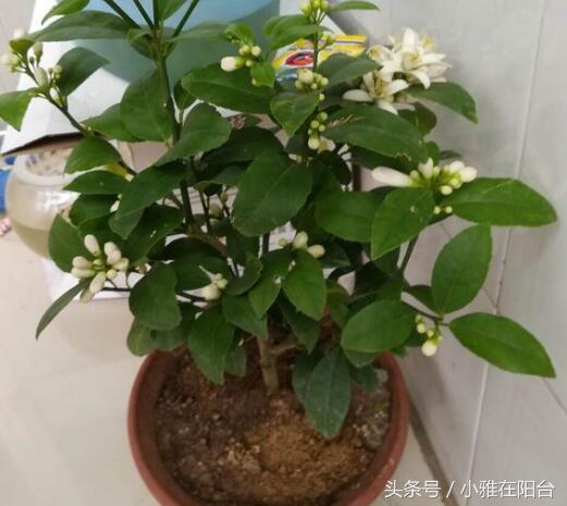 柠檬的盆栽方法，如何种柠檬盆栽（果子结的一年比一年多）