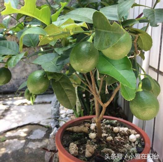 柠檬的盆栽方法，如何种柠檬盆栽（果子结的一年比一年多）