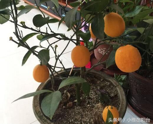 柠檬的盆栽方法，如何种柠檬盆栽（果子结的一年比一年多）