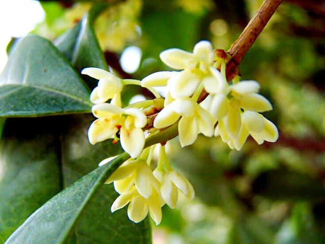 桂花的花语和寓意，桂花的花语和象征是什么（绿玉枝头万点黄）