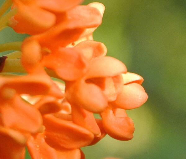 桂花的花语和寓意，桂花的花语和象征是什么（绿玉枝头万点黄）