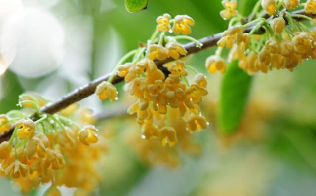 桂花的花语和寓意，桂花的花语和象征是什么（绿玉枝头万点黄）