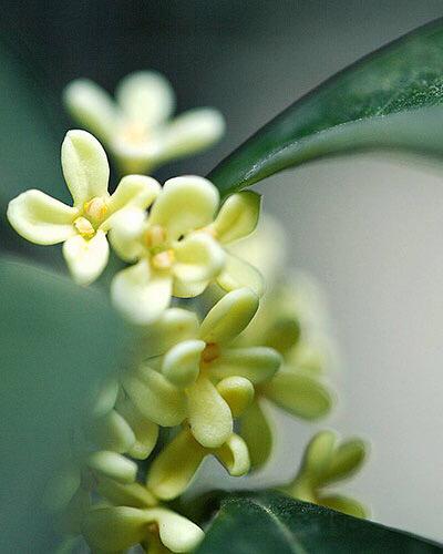 桂花的花语和寓意，桂花的花语和象征是什么（绿玉枝头万点黄）